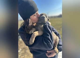 Xerox, süßer geht fast nicht