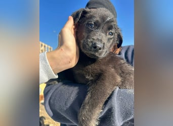 Xaver, kleiner, schnuckeliger Hundebub sucht liebevolles Zuhause