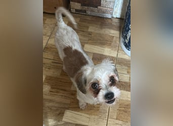 Gretchen, klein, süß, sucht kuscheliges Zuhause