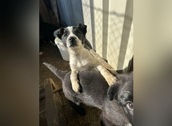 Xia, klein, verschmust, liebenswert sucht ihr Körbchen