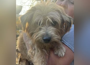 Mogli, kleiner Wuschel sucht sein Zuhause für immer