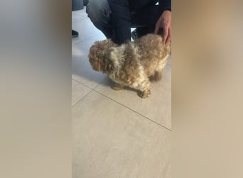 Fulgi, kleiner Senior sucht ruhiges Plätzchen