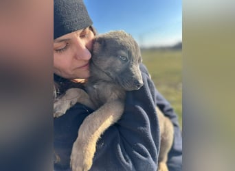 Xerox, süßer geht fast nicht