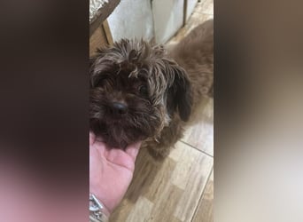 Maja, kleine Wuschelhündin sucht ihr Körbchen