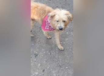 Mogli, kleiner Wuschel sucht sein Zuhause für immer