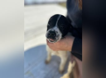 Xenia, süß, süsser - mehr geht nicht