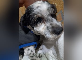 Henry, seid Ihr bereit für mich