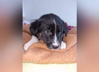 Toffy, kleines Hundemädchen sucht liebevolle Hände