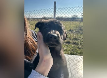 Xaver, kleiner, schnuckeliger Hundebub sucht liebevolles Zuhause