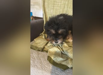 Ubbo, kleiner Wuschel sucht warmes Körbchen