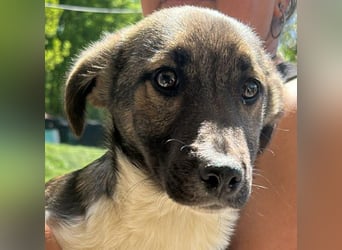Anton, zuckersüßer, kleiner Hundemann sucht sein Körbchen