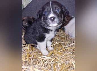 Toffy, kleines Hundemädchen sucht liebevolle Hände