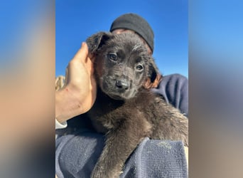 Xaver, kleiner, schnuckeliger Hundebub sucht liebevolles Zuhause