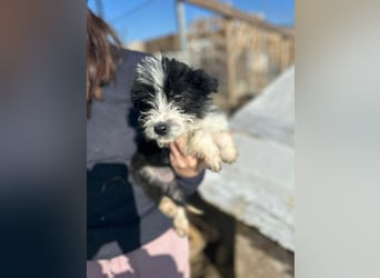 Xoel, kleiner hübscher Hundemann sucht sein Körbchen