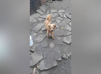 Mogli, kleiner Wuschel sucht sein Zuhause für immer