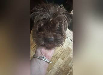 Maja, kleine Wuschelhündin sucht ihr Körbchen