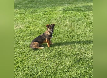 Süße Leni(4 Mon, 25 cm, kleinbleibend)sucht Kuschelflat