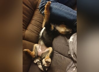 MOJCA ❤  wartet in 30449 Hannover auf Dich