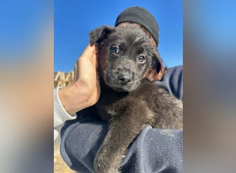 Xaver, kleiner, schnuckeliger Hundebub sucht liebevolles Zuhause