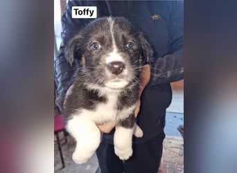 Toffy, kleines Hundemädchen sucht liebevolle Hände