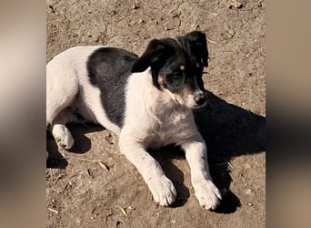 Vidar, kleiner Hundemann sucht sein Körbchen