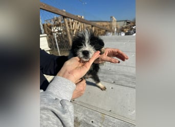 Xoel, kleiner hübscher Hundemann sucht sein Körbchen