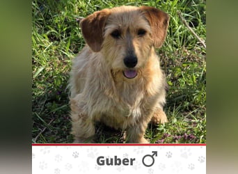 GUBER ❤  wartet in 44894 Bochum auf Dich