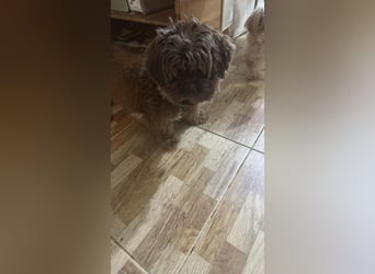 Maja, kleine Wuschelhündin sucht ihr Körbchen