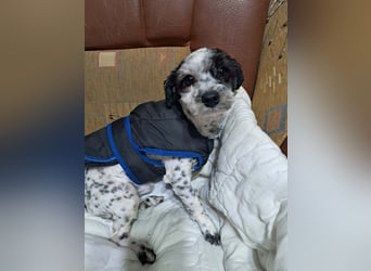 Henry, seid Ihr bereit für mich