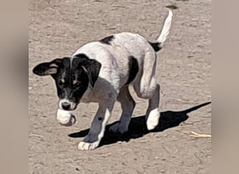 Vidar, kleiner Hundemann sucht sein Körbchen