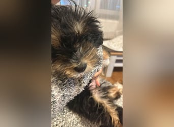 Ubbo, kleiner Wuschel sucht warmes Körbchen