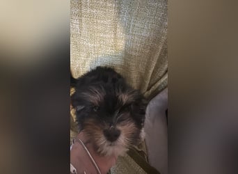 Ubbo, kleiner Wuschel sucht warmes Körbchen