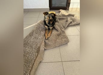 LUSSII ❤  wartet in 26180 Rastede auf Dich