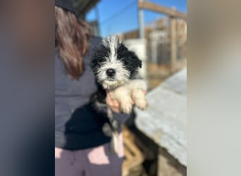 Xoel, kleiner hübscher Hundemann sucht sein Körbchen