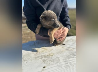 Xerox, süßer geht fast nicht