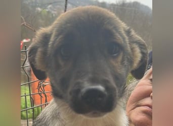Anton, zuckersüßer, kleiner Hundemann sucht sein Körbchen