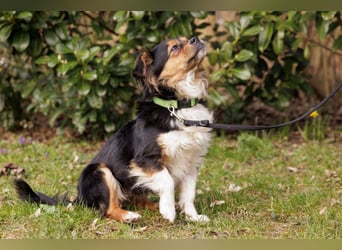 Lilli-Lou - schüchterne kleine Hündin - Tierhilfe Franken e.V.