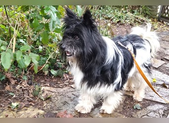 Zeda - pfiffige kleine Kuschelmaus - Tierhilfe Franken e.V.