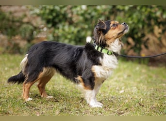 Lilli-Lou - schüchterne kleine Hündin - Tierhilfe Franken e.V.