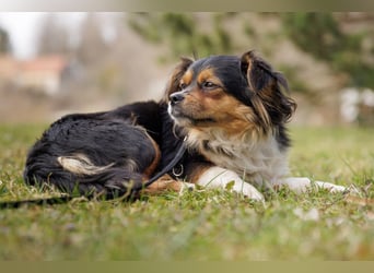 Lilli-Lou - schüchterne kleine Hündin - Tierhilfe Franken e.V.