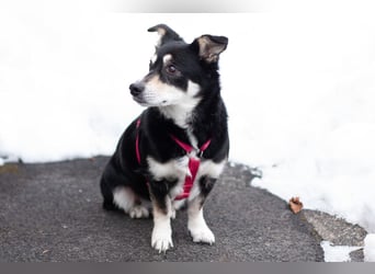 Jessymaus - putziger kleiner Spatz - Tierhilfe Franken e.V.