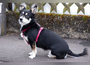 Jessymaus - putziger kleiner Spatz - Tierhilfe Franken e.V.