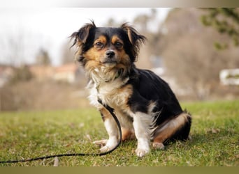 Lilli-Lou - schüchterne kleine Hündin - Tierhilfe Franken e.V.