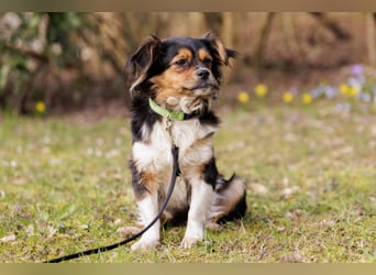 Lilli-Lou - schüchterne kleine Hündin - Tierhilfe Franken e.V.