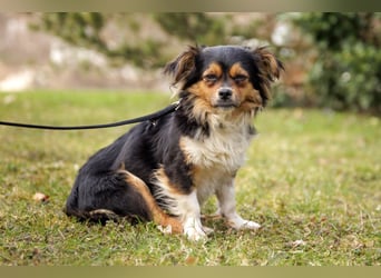 Lilli-Lou - schüchterne kleine Hündin - Tierhilfe Franken e.V.