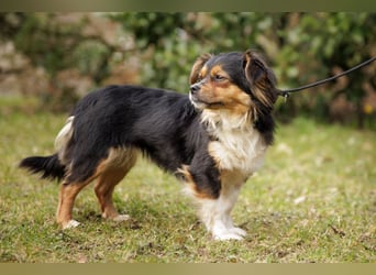 Lilli-Lou - schüchterne kleine Hündin - Tierhilfe Franken e.V.