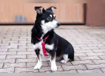 Jessymaus - putziger kleiner Spatz - Tierhilfe Franken e.V.