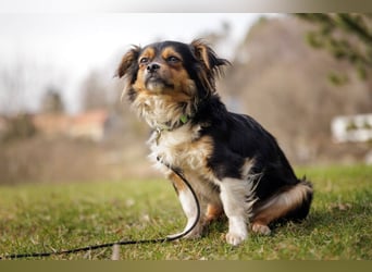 Lilli-Lou - schüchterne kleine Hündin - Tierhilfe Franken e.V.