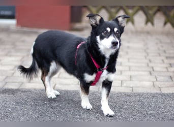 Jessymaus - putziger kleiner Spatz - Tierhilfe Franken e.V.