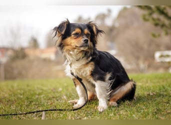 Lilli-Lou - schüchterne kleine Hündin - Tierhilfe Franken e.V.